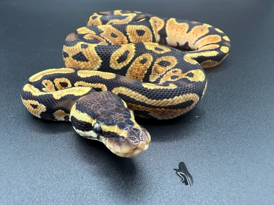 Yellow Belly Ball Python by Coil & Conquer