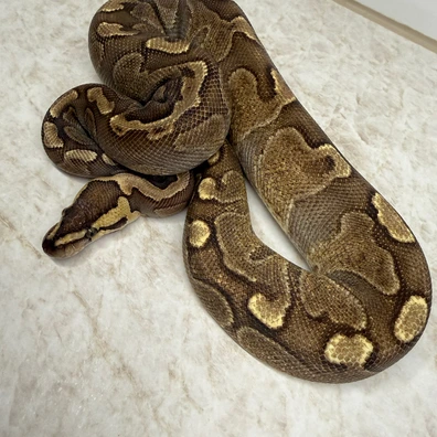 GHI Redstripe Enchi 66% Het Clown