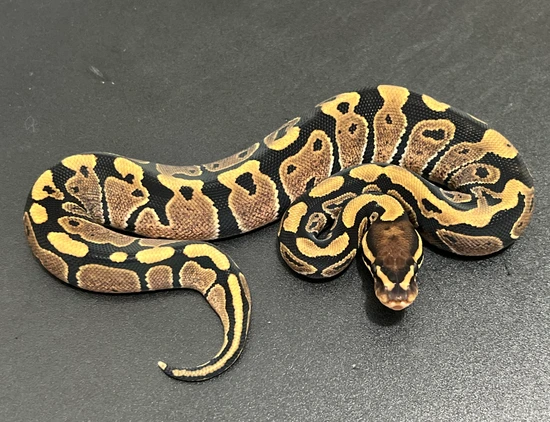 Normal 66% Het Clown 50% Het VPI Ax Ball Python by Pretty Pink Pythons