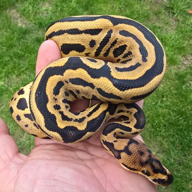 Black Pastel Leopard Crypton Poss Cypress