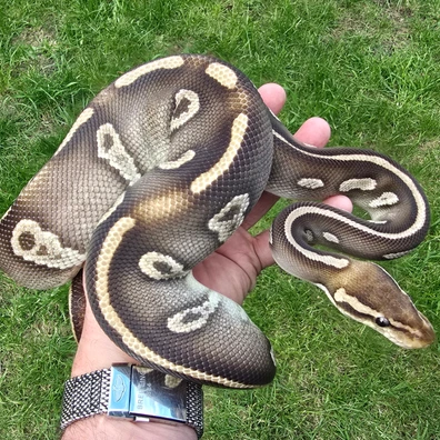 Chocolate Mojave Het Clown