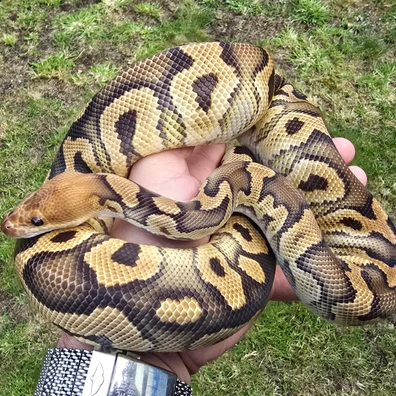 Mahogany Clown Ball Python - male for sale from Turnballspythons