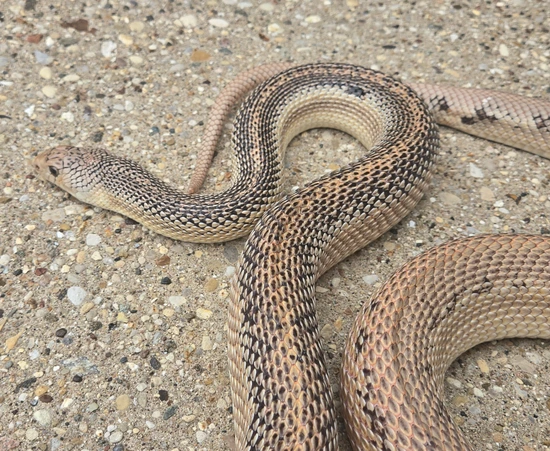 Patternless Snake Female Patternless Southern Pine Pine Snake by Rick's Exotics