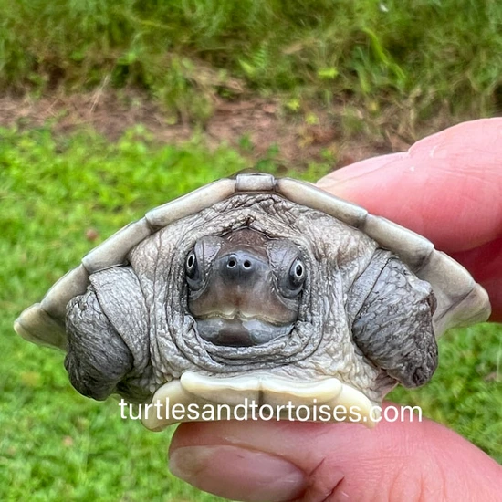 Borneo Painted River Terrapins (Batagur Borneoensis) CB 2025 Pond ...