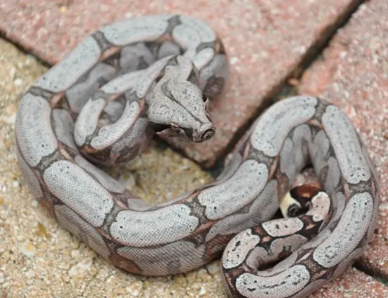 boa constrictor amarali premio de roma pythons and... 🔥$1k Shipped🔥 RED Bolivian Amarali Short-Tailed Boa Constrictor by WISH ...