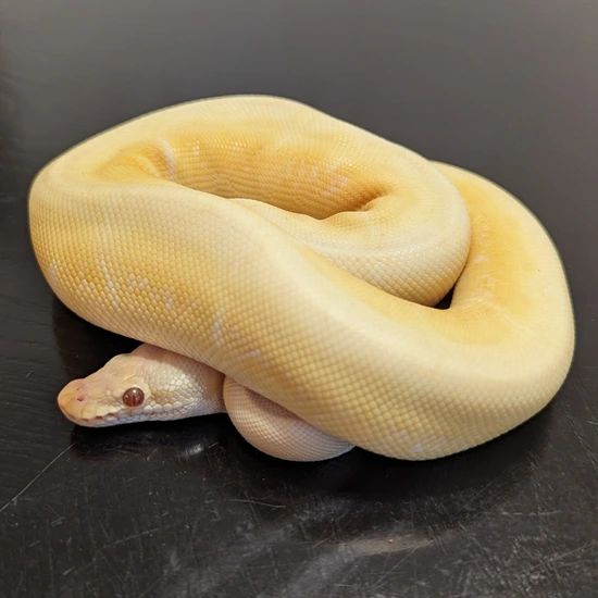 Bumblebee Lavender Ball Python by Baby Daddy Reptiles