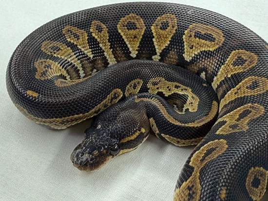 Blackhead Huffman Ball Python Super Blackhead YB Ball Python by Travis Whisler Reptiles