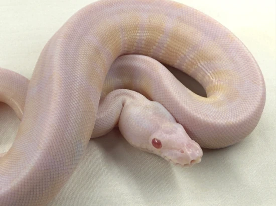 VPI Snow Ball Python by Travis Whisler Reptiles