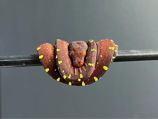 2023 Calico Line GTP #9 Green Tree Python by Texas Chondros