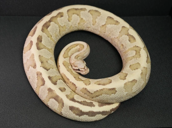 Trophies Python Vanilla Cream - Proven Ball Python by Trophy Xotics