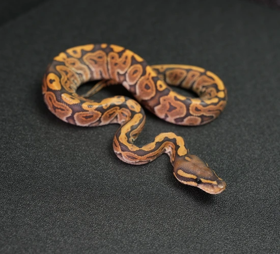 Trophies Python Huffman Hypo Ball Python by Trophy Xotics