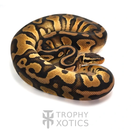Trophies Python Pastel 100% T.Het Albino Pied Clown Ball Python by Trophy Xotics