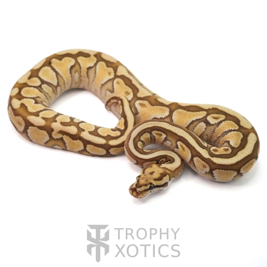 Trophies Python Spotnose Butter Fire/Vanilla 100% Het Clown Ball Python by Trophy Xotics