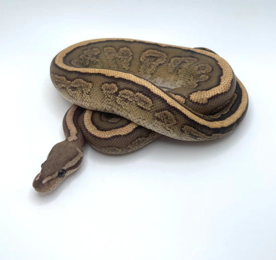 Trophies Python Black Pastel Red Stripe Fire YB Het Hypo Ball Python by Trophy Xotics