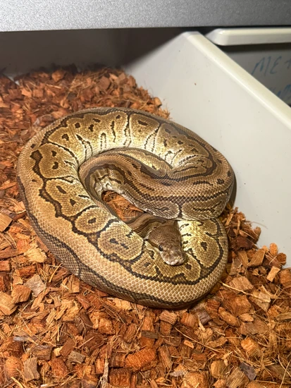 Trophies Python Cinnamon Pinstripe Ball Python by Trophy Xotics