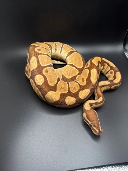 Trophies Python Monarch Het G-stripe Ball Python by Trophy Xotics