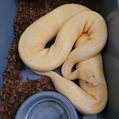 Lavender Albino 66% Het Pied (Ringer) 3264 Grams Ball Python - female for sale from 💥TaylorMadeMorphs💥