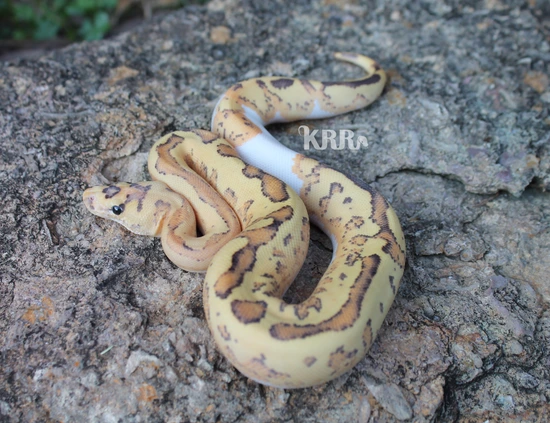 Disco Fire Clown Ball Python by Kentucky Redneck Reptiles