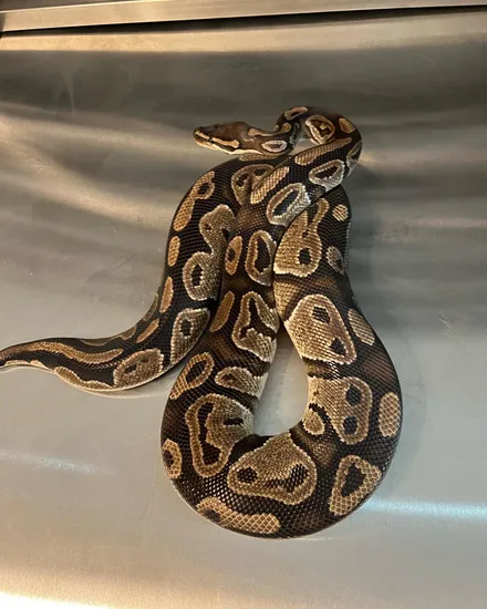 Normal Ball Python by VA Morphs