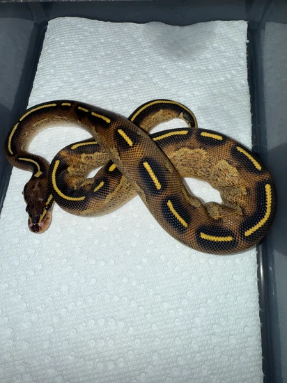 Double Freeway Ball Python Freeway Ball Python by FunkyRoyals