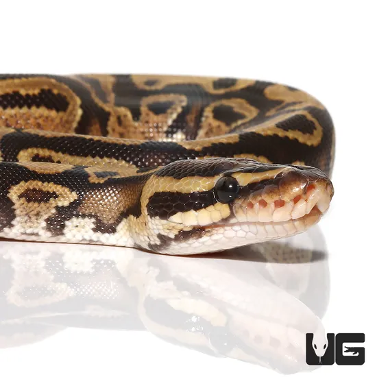 Fireman Ball Python Fire Ball Python by Underground Reptiles