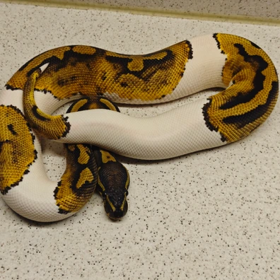 Pied Het Ultramel Pos Nr Mandarin Ball Python - male for sale from Underground.geckos