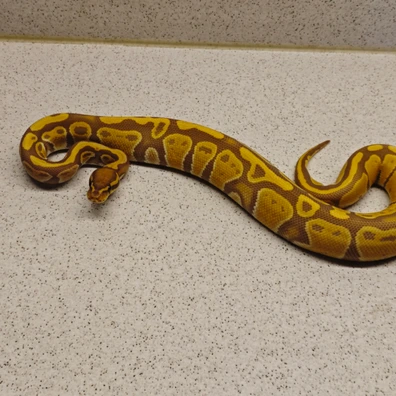 Ultramel Het Pied Ball Python - female for sale from Underground.geckos