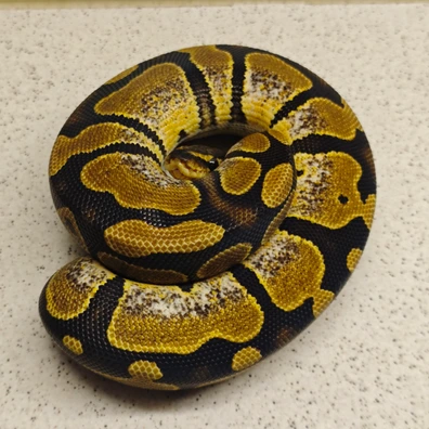 Calico Dh Ultramel Pied Ball Python - female for sale from Underground.geckos