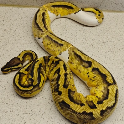 Pastel Od Pieb