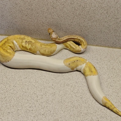 Black Pastel Banane Pieb
