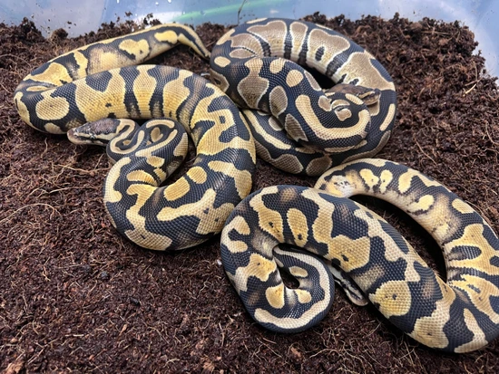 Triple Het Ultramel, Cryptic, Pied Group 1.2 Ball Python by Hare Hollow ...
