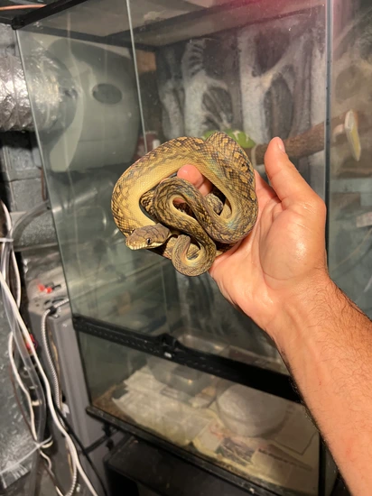 Southern Scrub Python by Untamed exotics