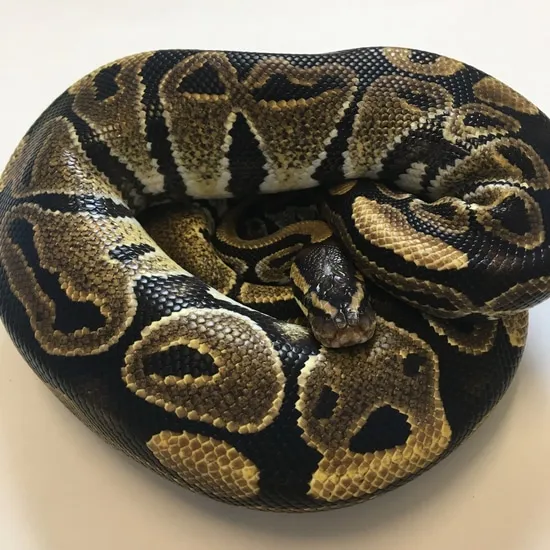 Normal Ball Python by Eccentric Exotics