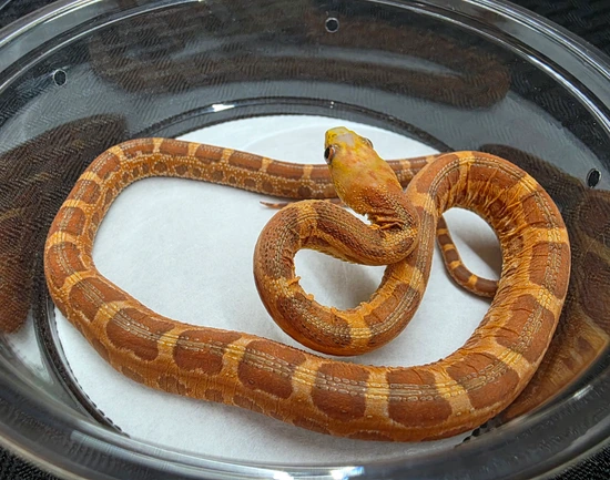 Scaleless Everglades Eastern Rat Snake by Urban Croc Hunter