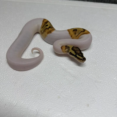 Fire Enchi Pied Ball Python - female for sale from Urban Fauna Reptiles