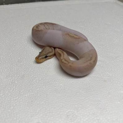 Banana Pastel Yellowbelly Pied Ball Python - female for sale from Urban Fauna Reptiles