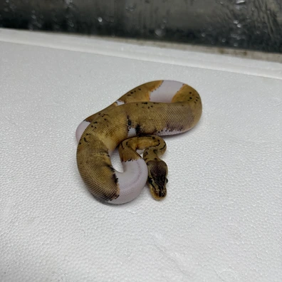 Leopard Pinstripe Pied Ball Python - male for sale from Urban Fauna Reptiles