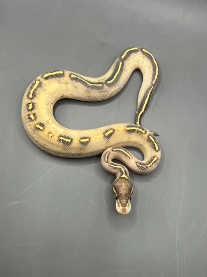 Pastel Phantom Highway Ball Python by Urban Scale Exotics