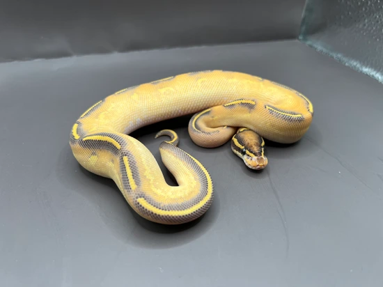 OD Highway Pos Phantom Ball Python by Urban Scale Exotics