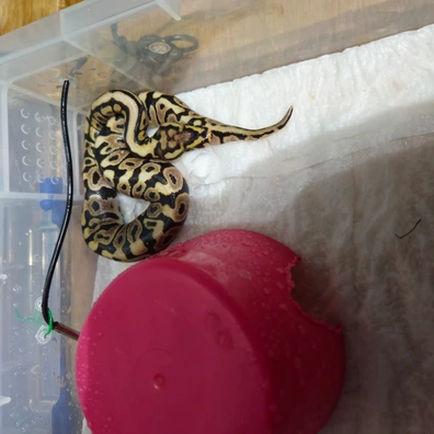 Het Clown Spotnose (D) Ball Python - female for sale from B&D reptiles