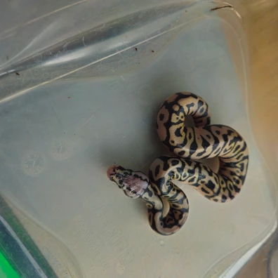 Pastel Spotnose Het Clown (G) Ball Python - male for sale from B&D reptiles