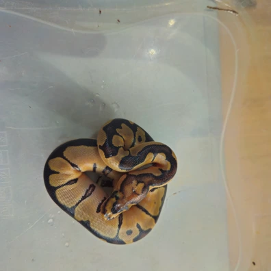 Clown (C) Ball Python - female for sale from B&D reptiles