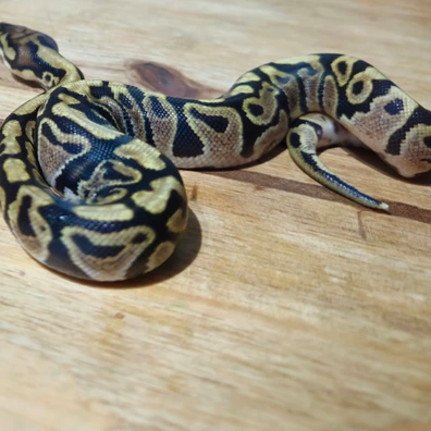 Spotnose Het Clown (E) Ball Python - male for sale from B&D reptiles
