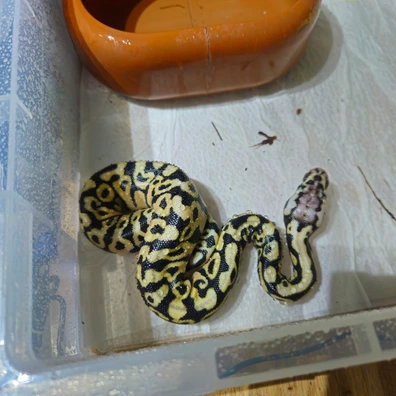 Pastel Spotnose Het Clown (F) Ball Python - female for sale from B&D reptiles