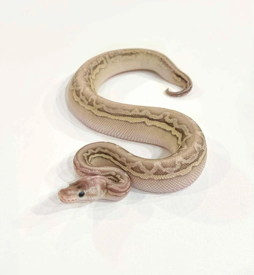 Platinum Phantom Sterling Puzzle Ball Python by CR Serpents