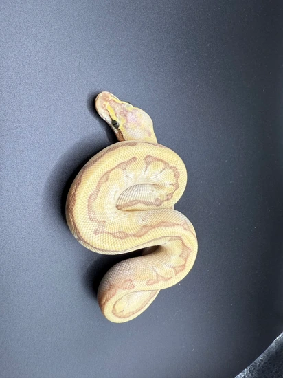 Super Emperor Pin Ball Python by Hill City Exotics