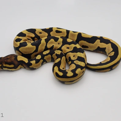 Leopard Desert Ghost 66% Het Cryptic