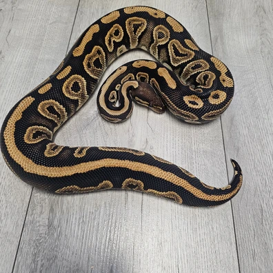 Black Pastel Het Hypo Ph Tri-Stripe Ball Python - female for sale from Morphloxx