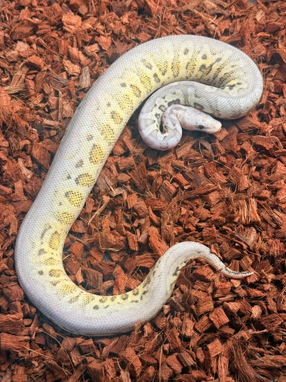 Sterling SN YB Pos Fader Clown Ball Python by VanHerps