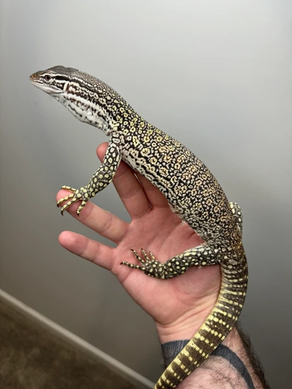 Sand Goanna (V. Flavirufus) - Probable PAIR Other Monitor by VARIUS